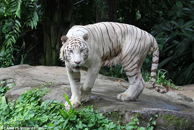 Zoo Singapour tigre blanc