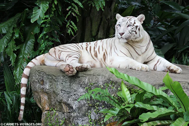 Zoo Singapour tigre blanc