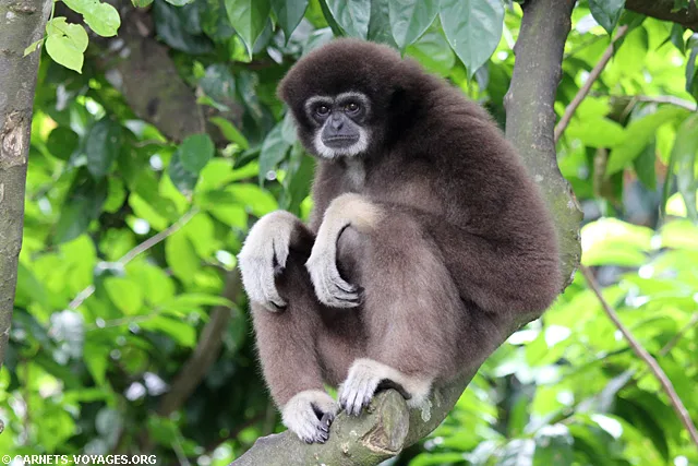 Zoo Singapour gibbon white handed