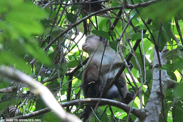 Foret Sinharaja Sri Lanka