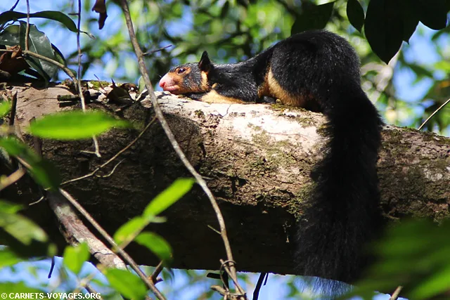 Foret Sinharaja Sri Lanka