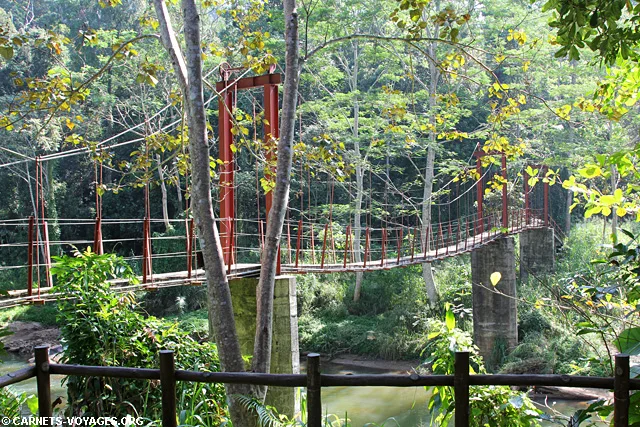 Foret Sinharaja Sri Lanka