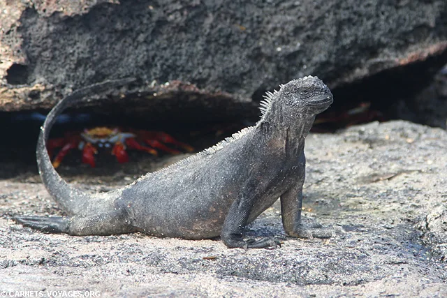 Ile Sombrero Chino croisière îles Galapagos