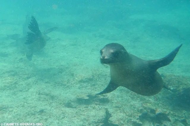 Ile Sombrero Chino Galapagos