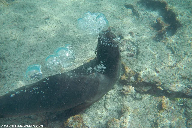 Ile Sombrero Chino Galapagos