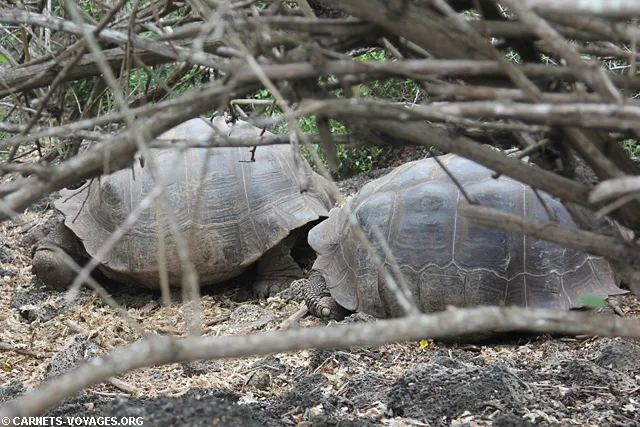 Ile Santa Cruz Galapagos