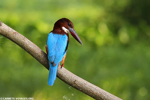 Tissamaharama Sri Lanka