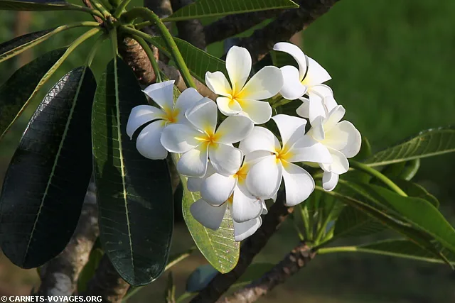 Tissamaharama Sri Lanka