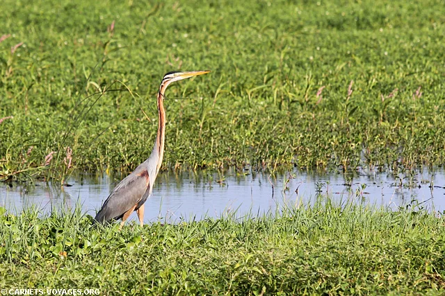 Tissamaharama Sri Lanka
