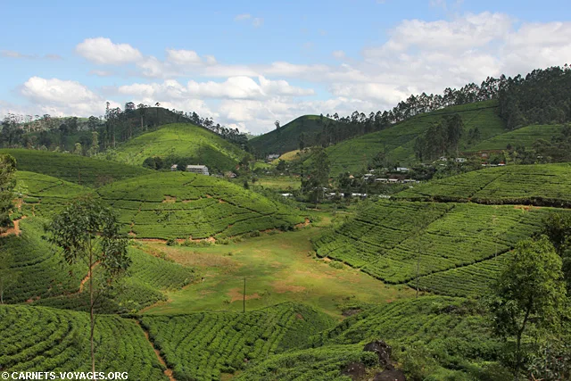 Trajet train Kandy Nuwara Eliya Sri Lanka