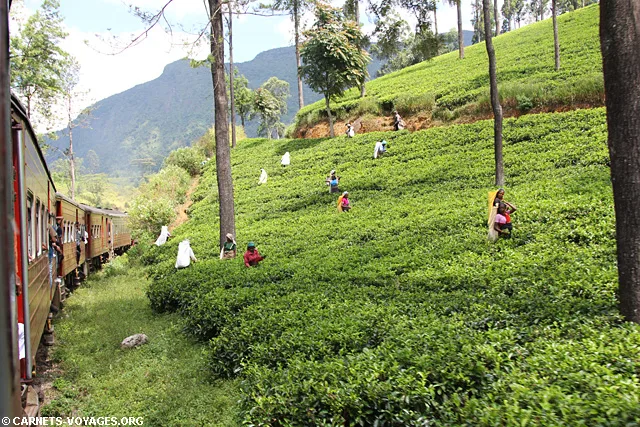 Trajet train Kandy Nuwara Eliya Sri Lanka