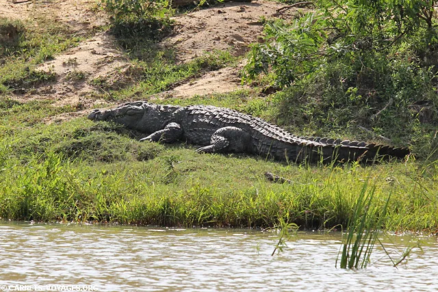 Safari parc national Yala Sri Lanka