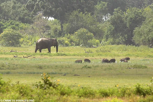 Safari parc national Yala Sri Lanka
