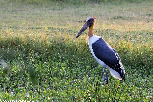Safari parc national Yala Sri Lanka