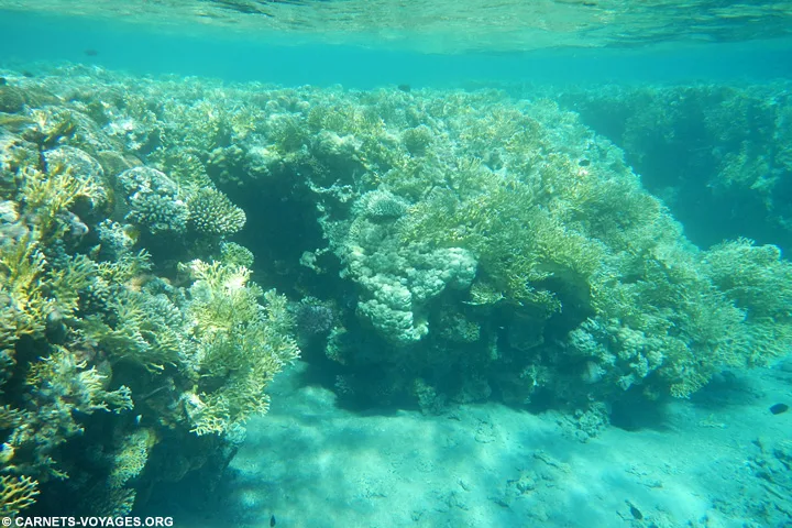 Plongée mer rouge Aqaba Jordanie