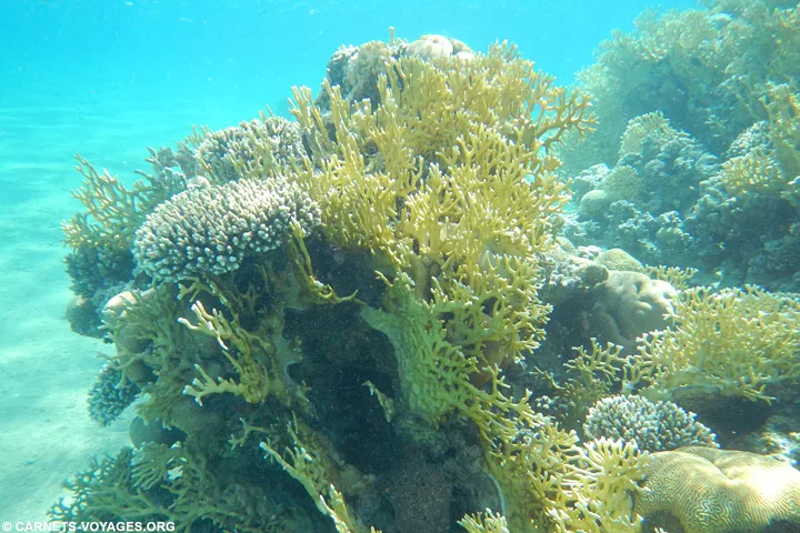 Plongée mer rouge Aqaba Jordanie