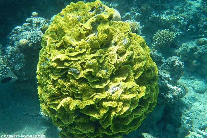 Plongée mer rouge Aqaba Jordanie