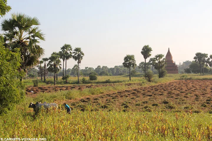 Temples Bagan Birmanie