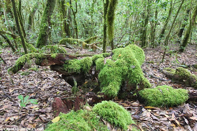 Randonnée la Gomera Parc Garajonay Canaries Espagne