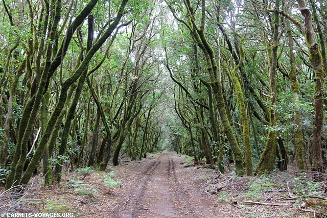 Randonnée la Gomera Parc Garajonay Canaries Espagne