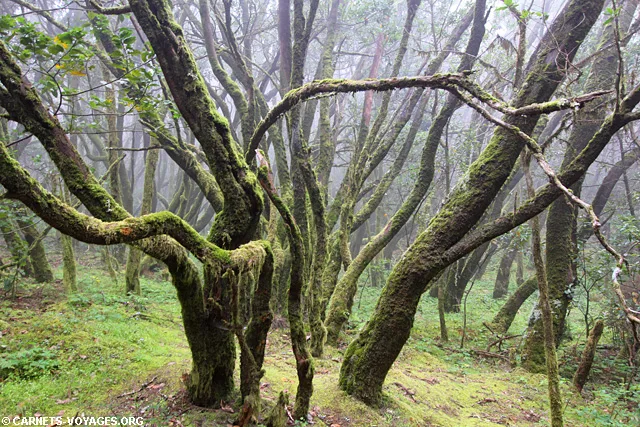 Randonnée la Gomera Parc Garajonay Canaries Espagne