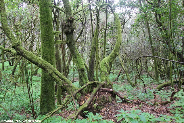 Randonnée la Gomera Parc Garajonay Canaries Espagne