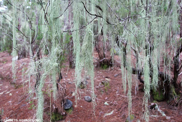 Randonnée Los Organos Tenerife îles Canaries Espagne