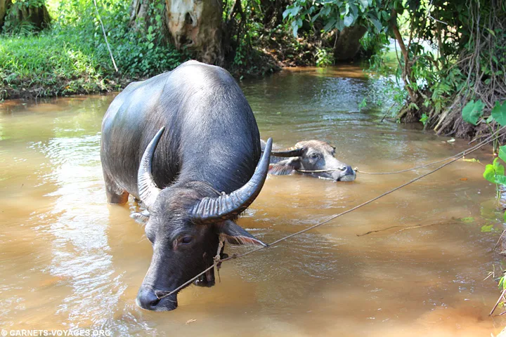 Buffle d'eau