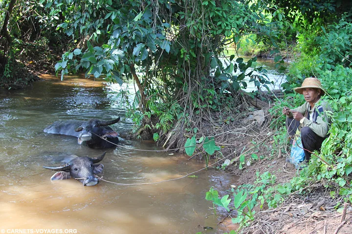 Buffles d'eau rivière