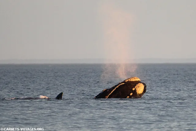 Baleines Puerto Madryn Péninsule Valdés Argentine