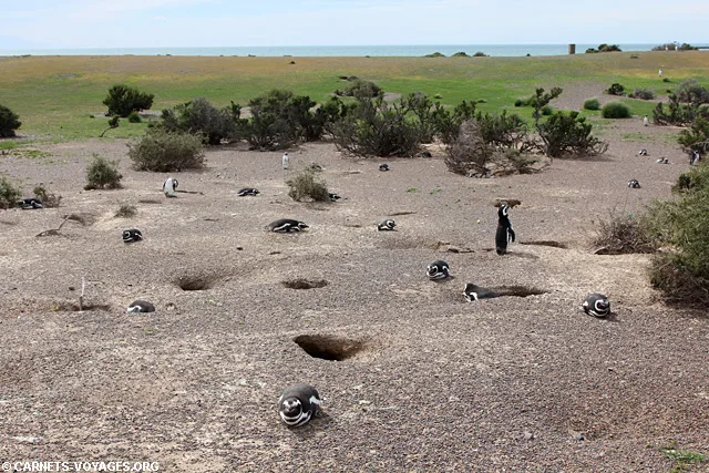 Punta Tombo Argentine