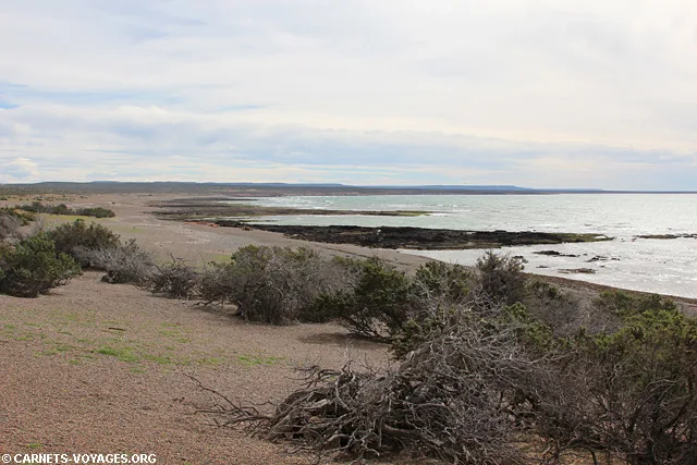 Punta Tombo Argentine
