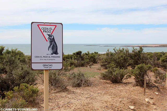 Punta Tombo Argentine