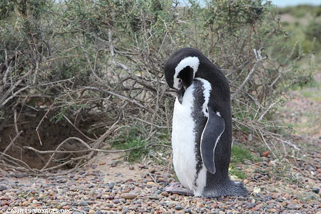 Punta Tombo Argentine