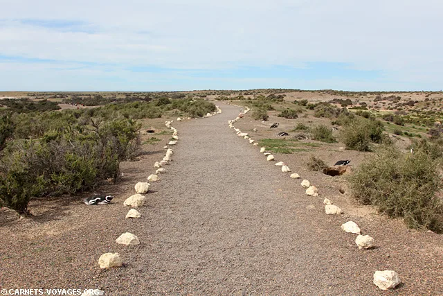 Punta Tombo Argentine