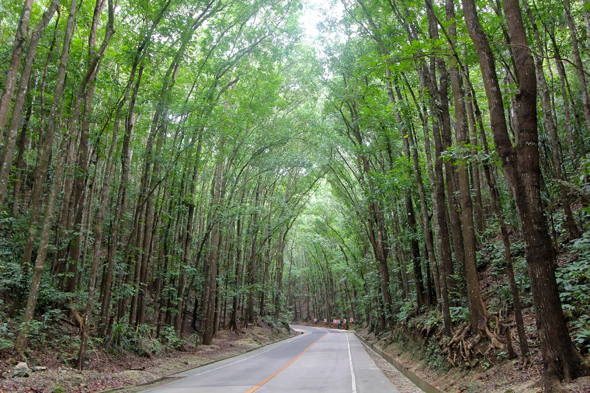 Bilar Man-Made Forest acajou