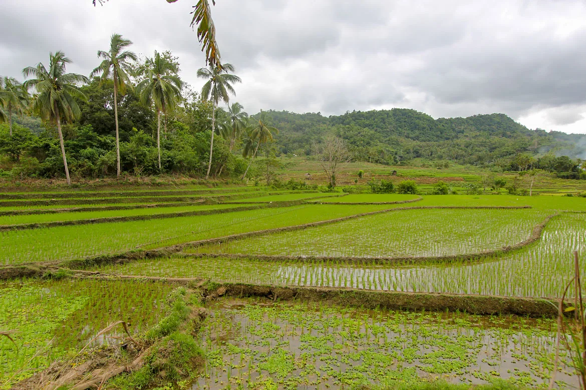 Bohol rizieres en terrasses de Pilar