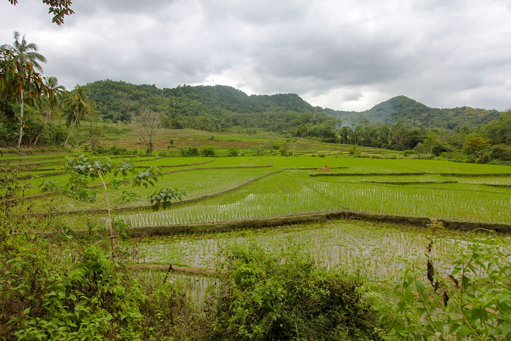 Bohol rizieres en terrasses de Pilar