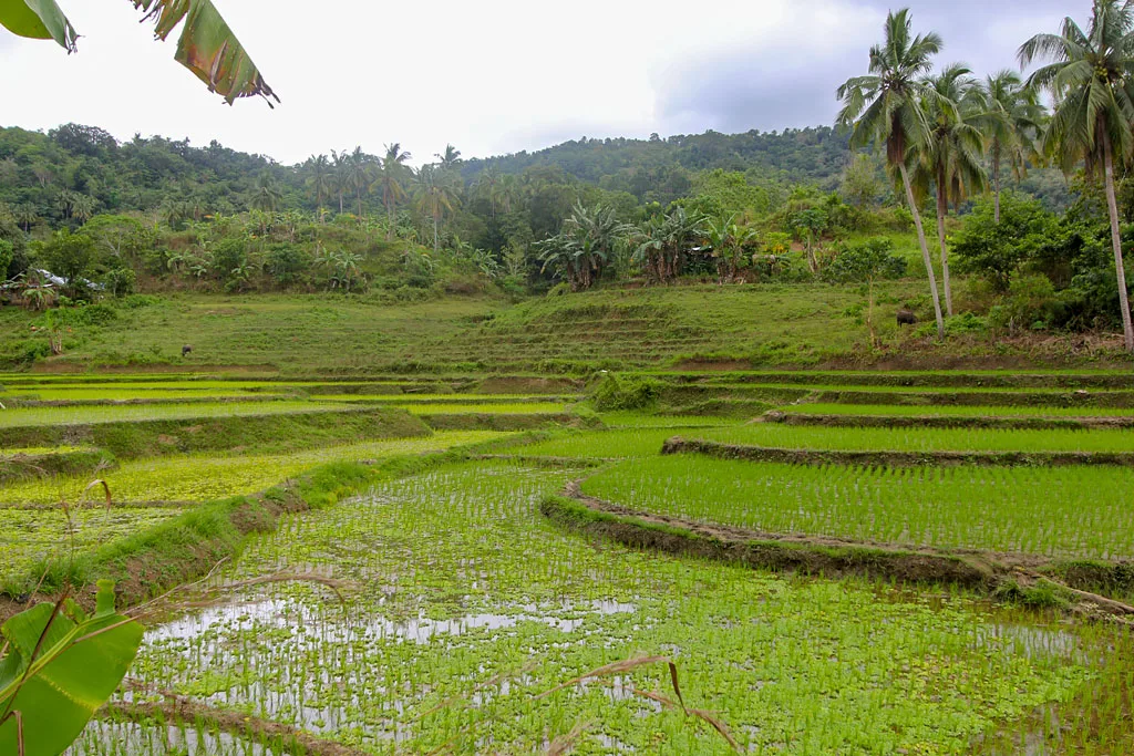 Bohol rizieres en terrasses de Pilar