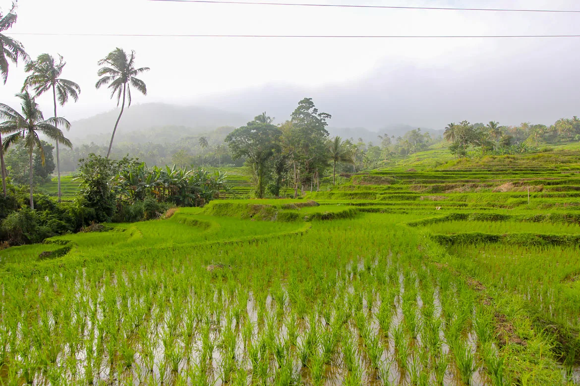 Bohol rizieres en terrasses