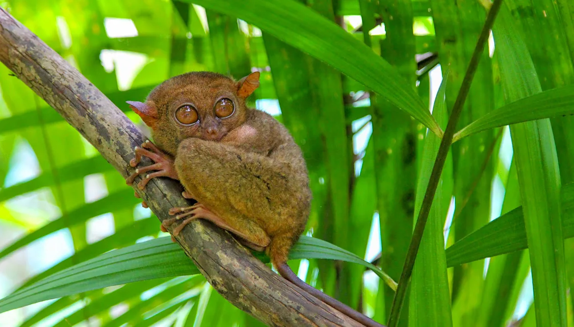 Bohol - Tarsier
