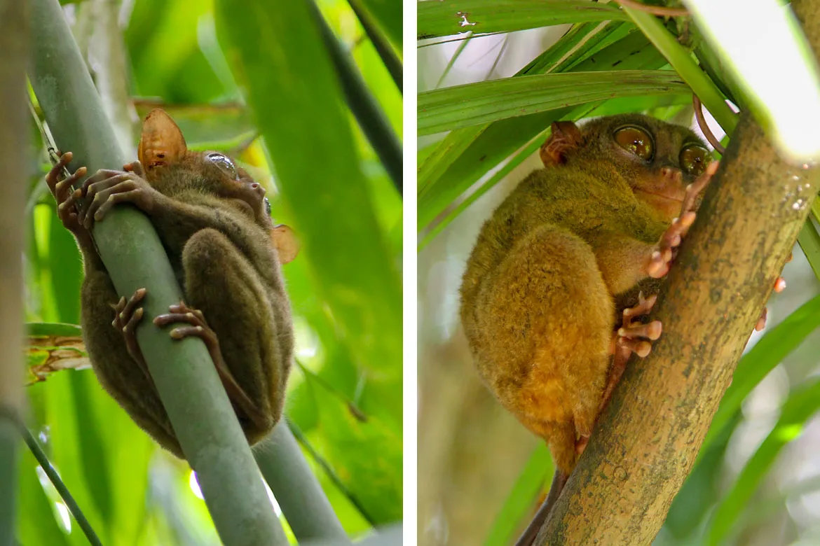 Bohol Philippine Tarsier Sanctuary