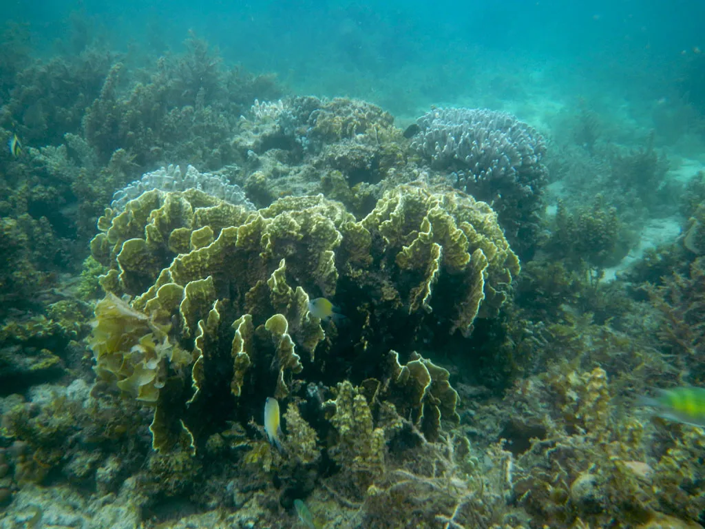 Snorkeling tour A Port Barton