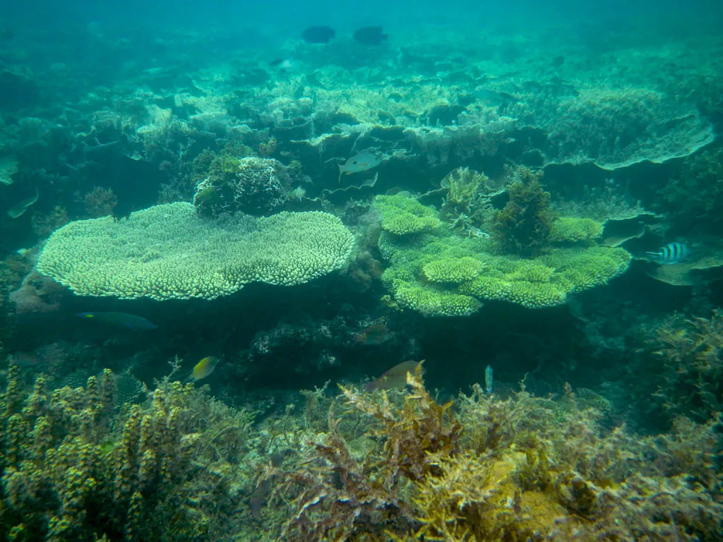 Snorkeling tour A Port Barton