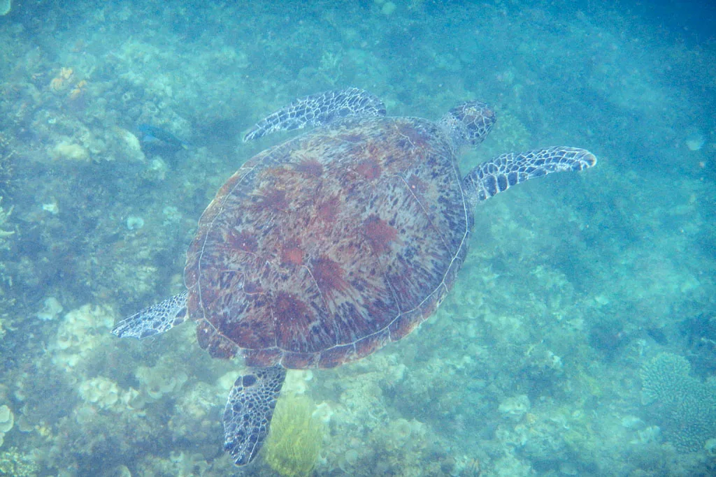 Port Barton tortue marine