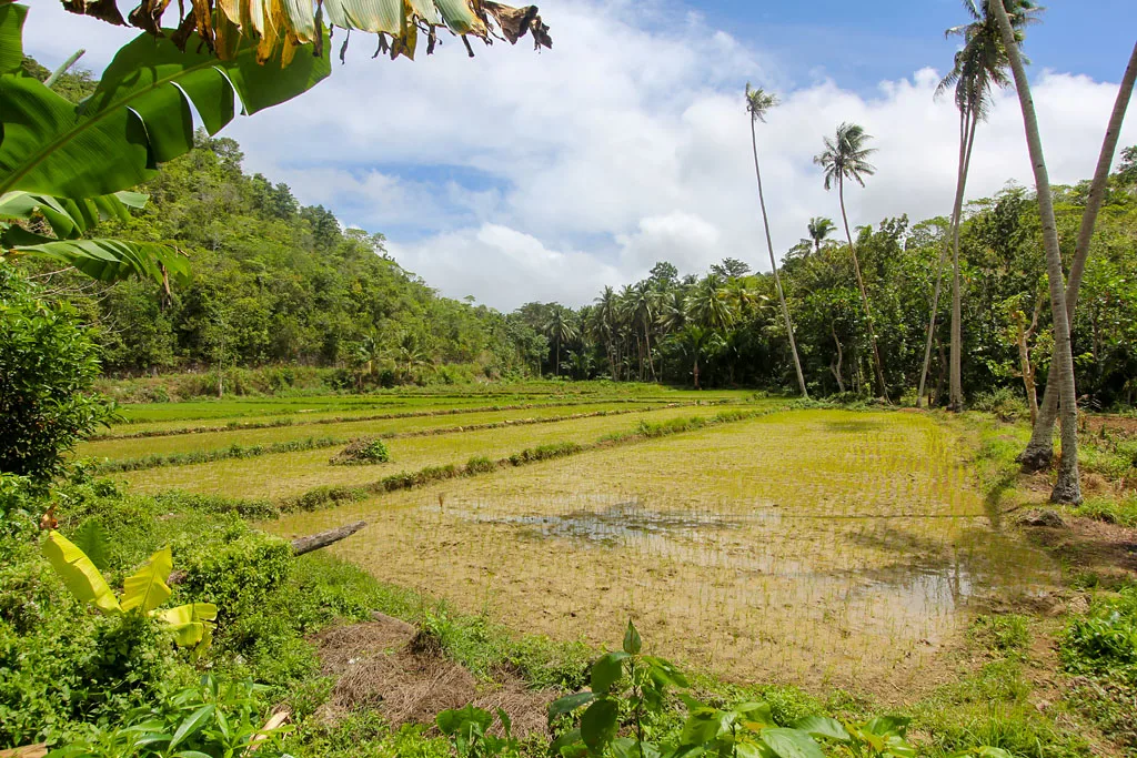 Siquijor rizieres