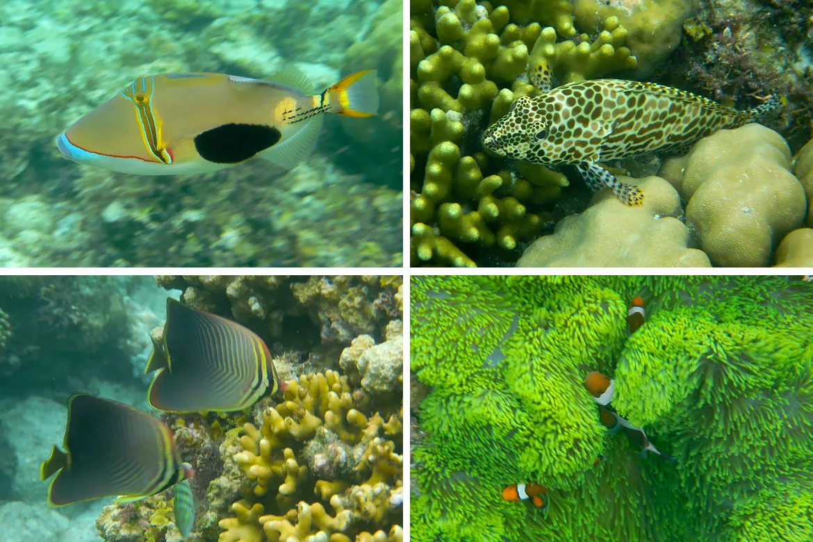 Siquijor snorkeling sanctuaire marin tubod