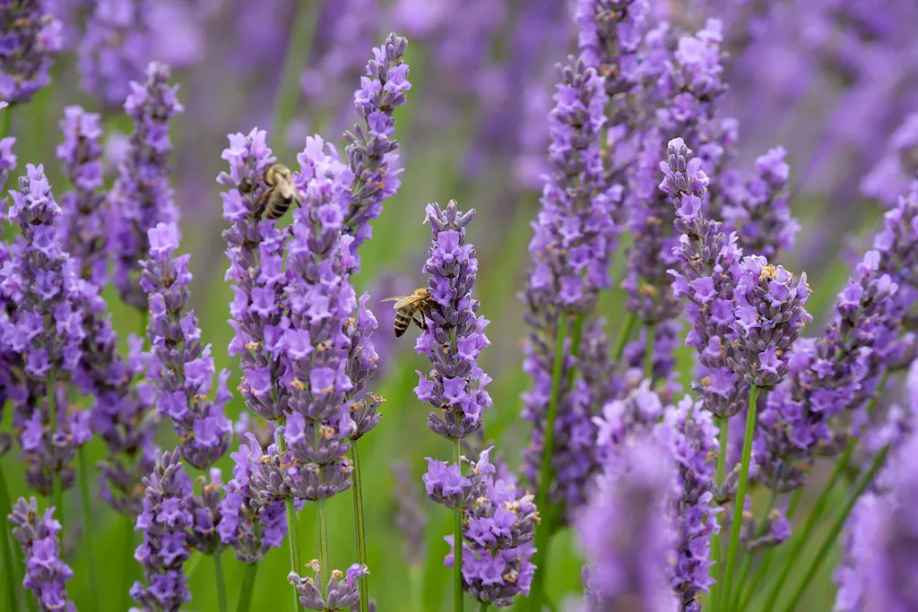 Abeilles dans la lavande