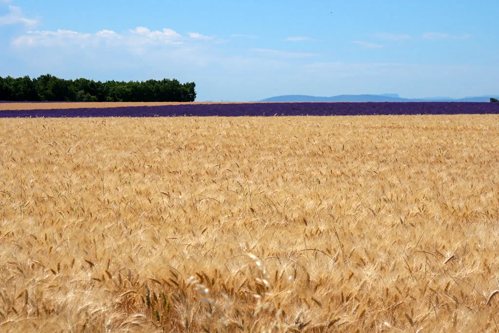 Champs de blé Valensole Provence