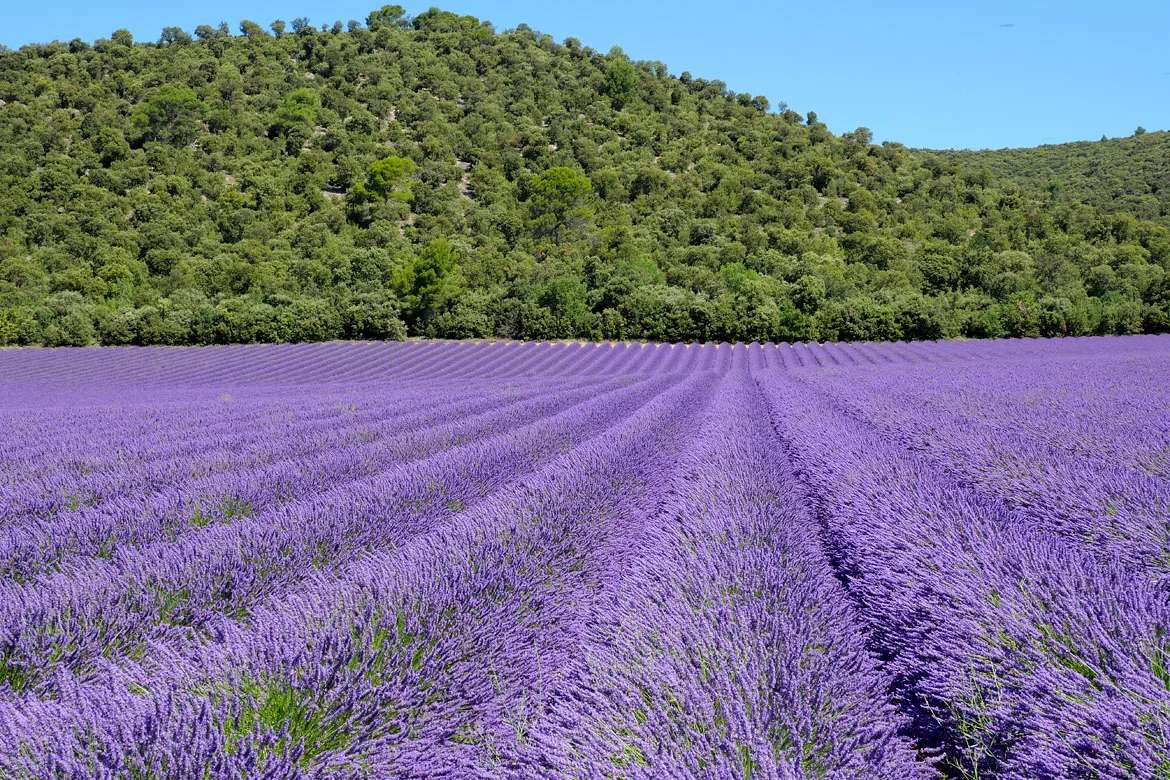 Champs de lavade Valensole Provence